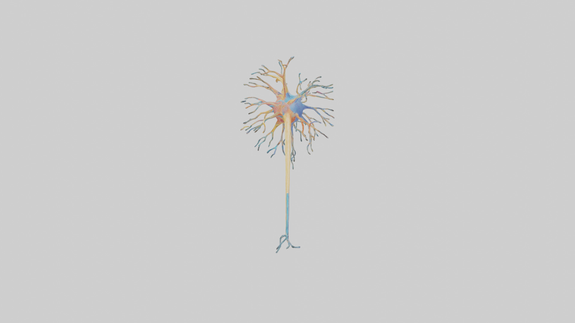 Human Nerve Cells Model Low-poly 3D model_17