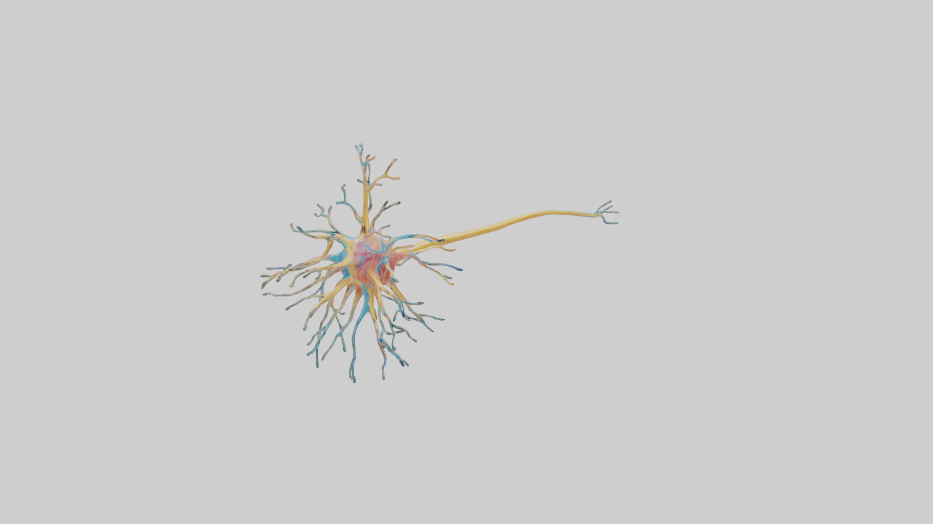 Human Nerve Cells Model Low-poly 3D model_7
