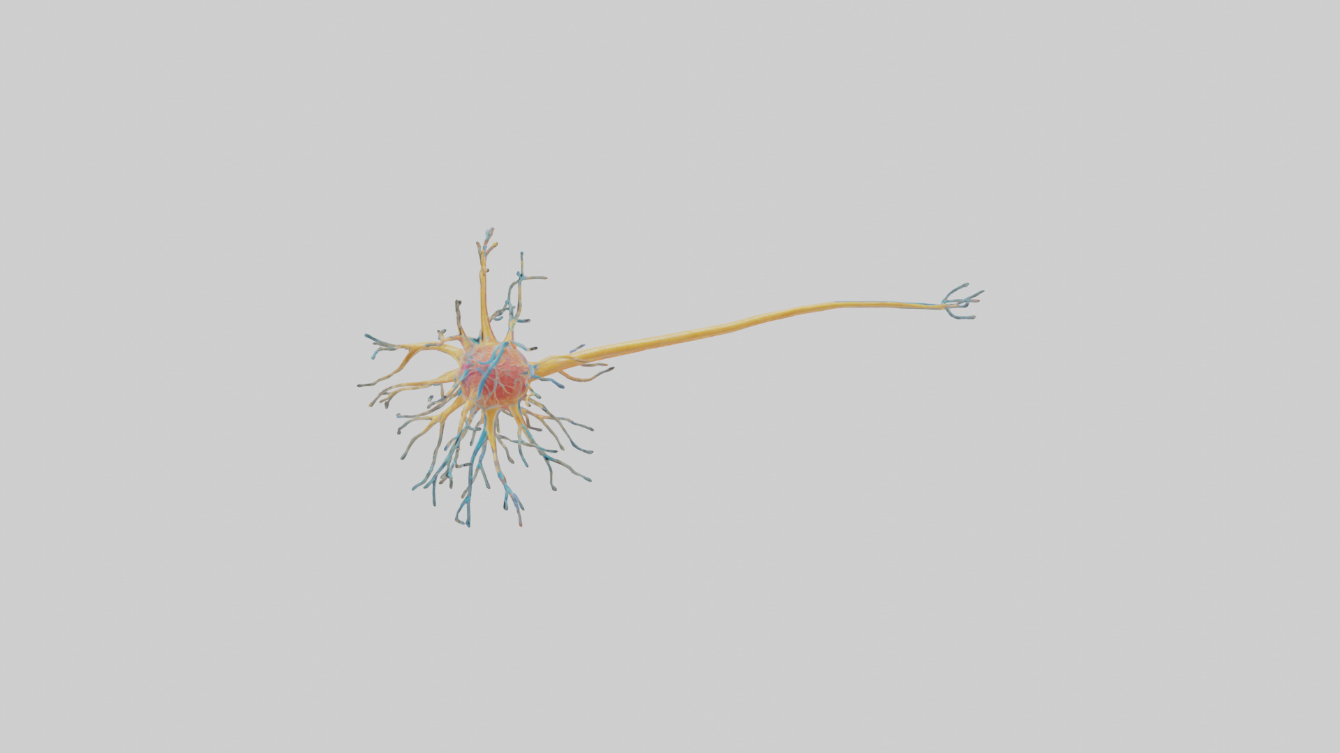 Human Nerve Cells Model Low-poly 3D model_9