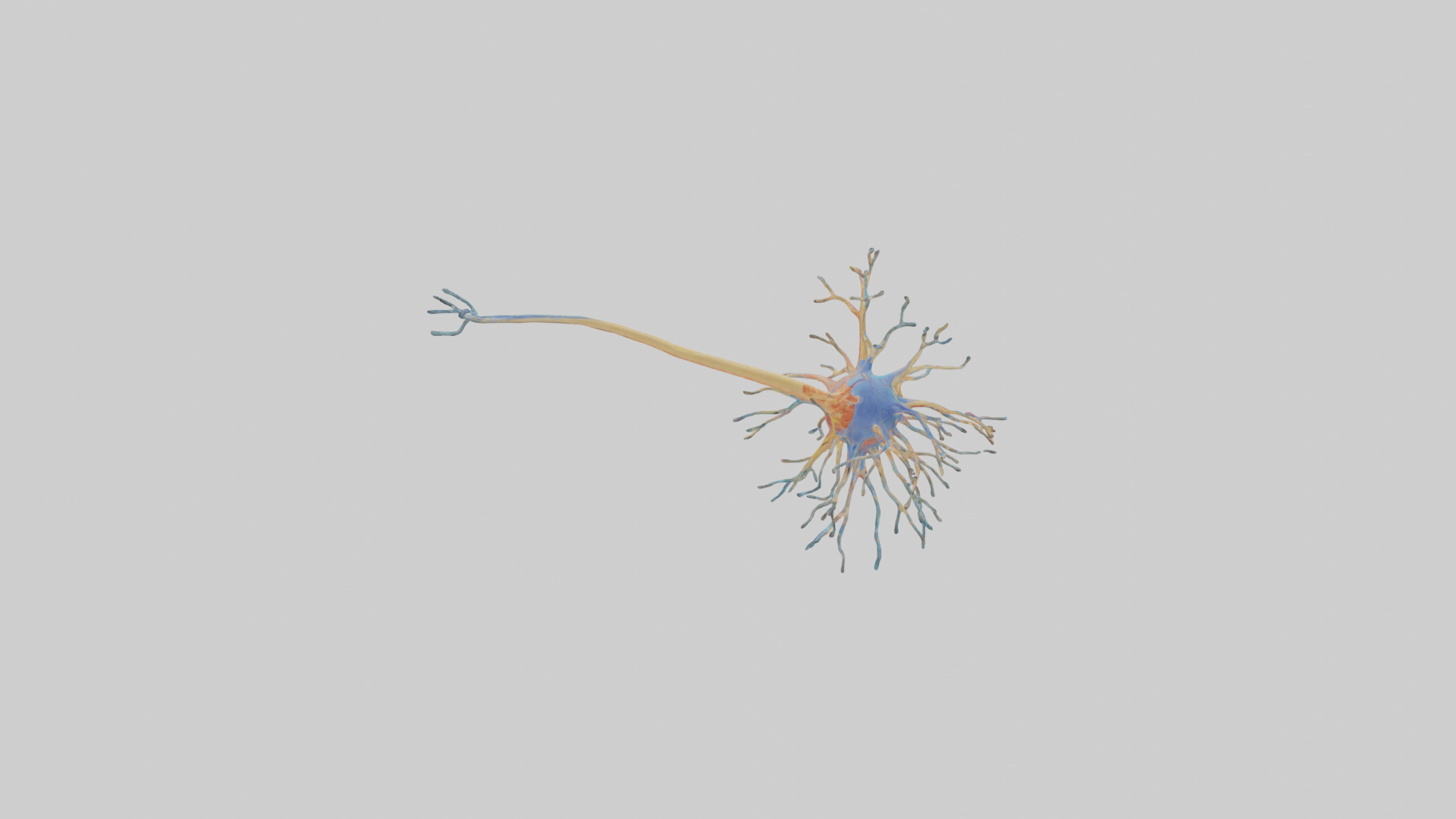 Human Nerve Cells Model Low-poly 3D model_1