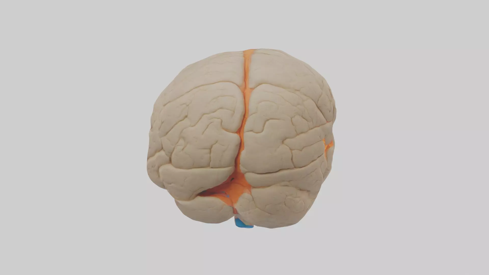 Human Occipital Lobe Model Low-poly 3D model_0