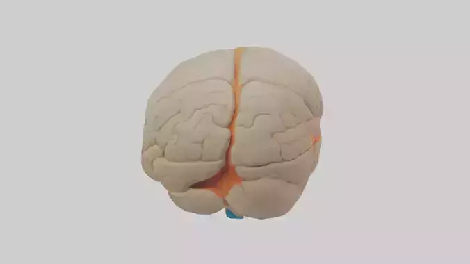 Human Occipital Lobe Model