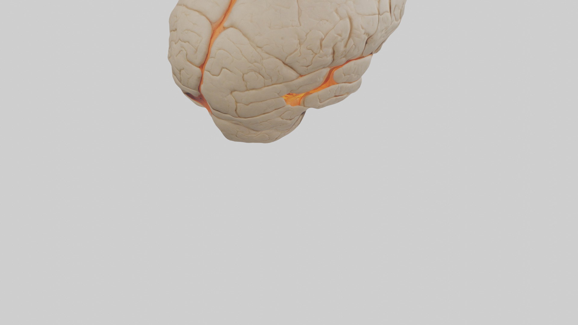 Human Occipital Lobe Model Low-poly 3D model_4