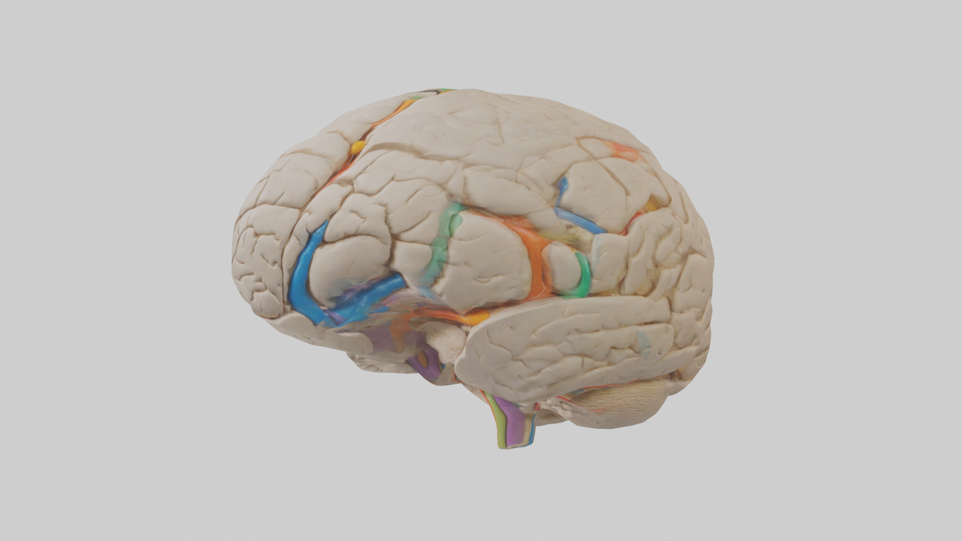 Human Occipital Lobe Model Low-poly 3D model_10