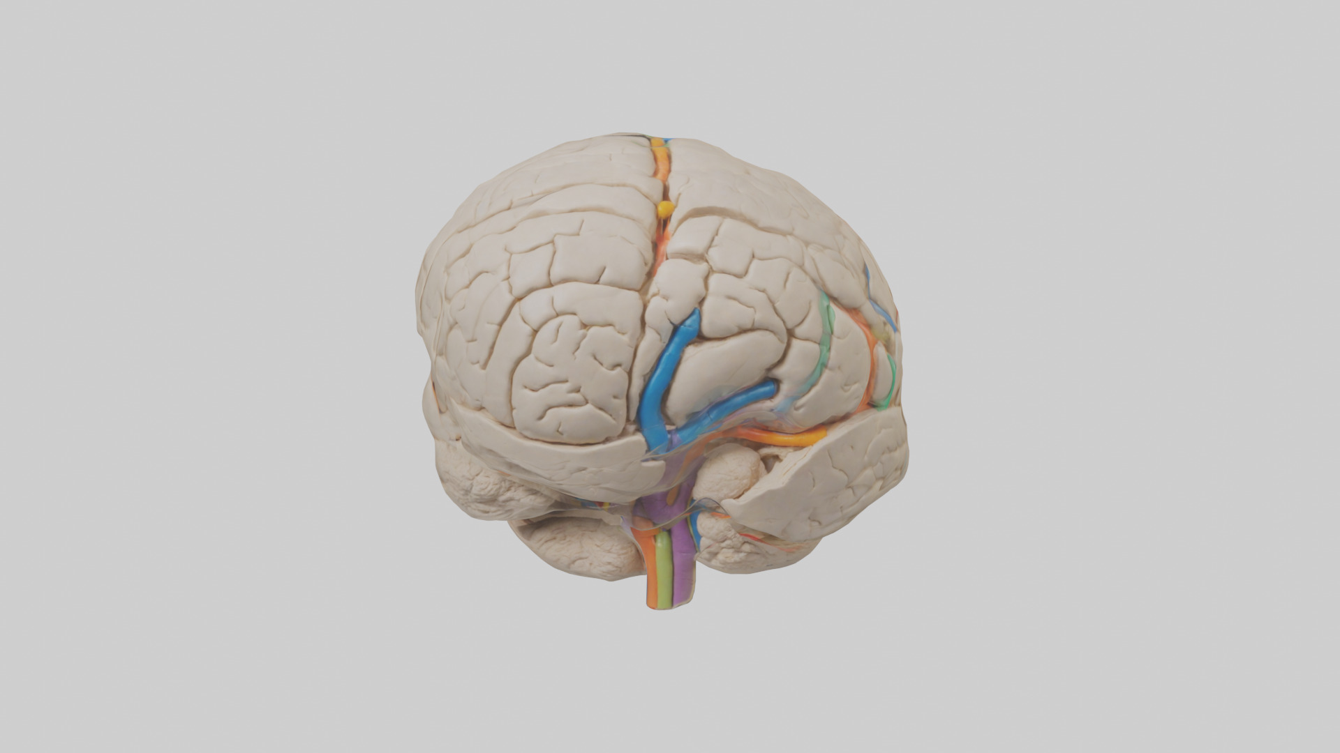 Human Occipital Lobe Model Low-poly 3D model_9