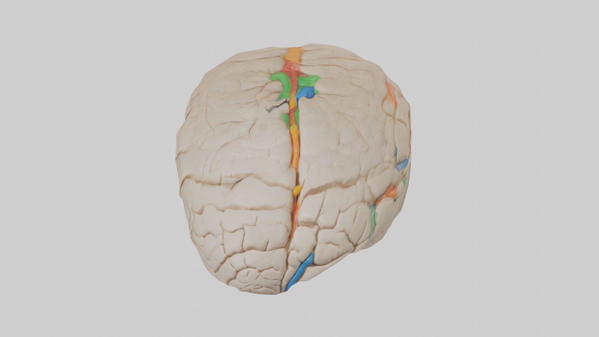 Human Occipital Lobe Model Low-poly 3D model_16