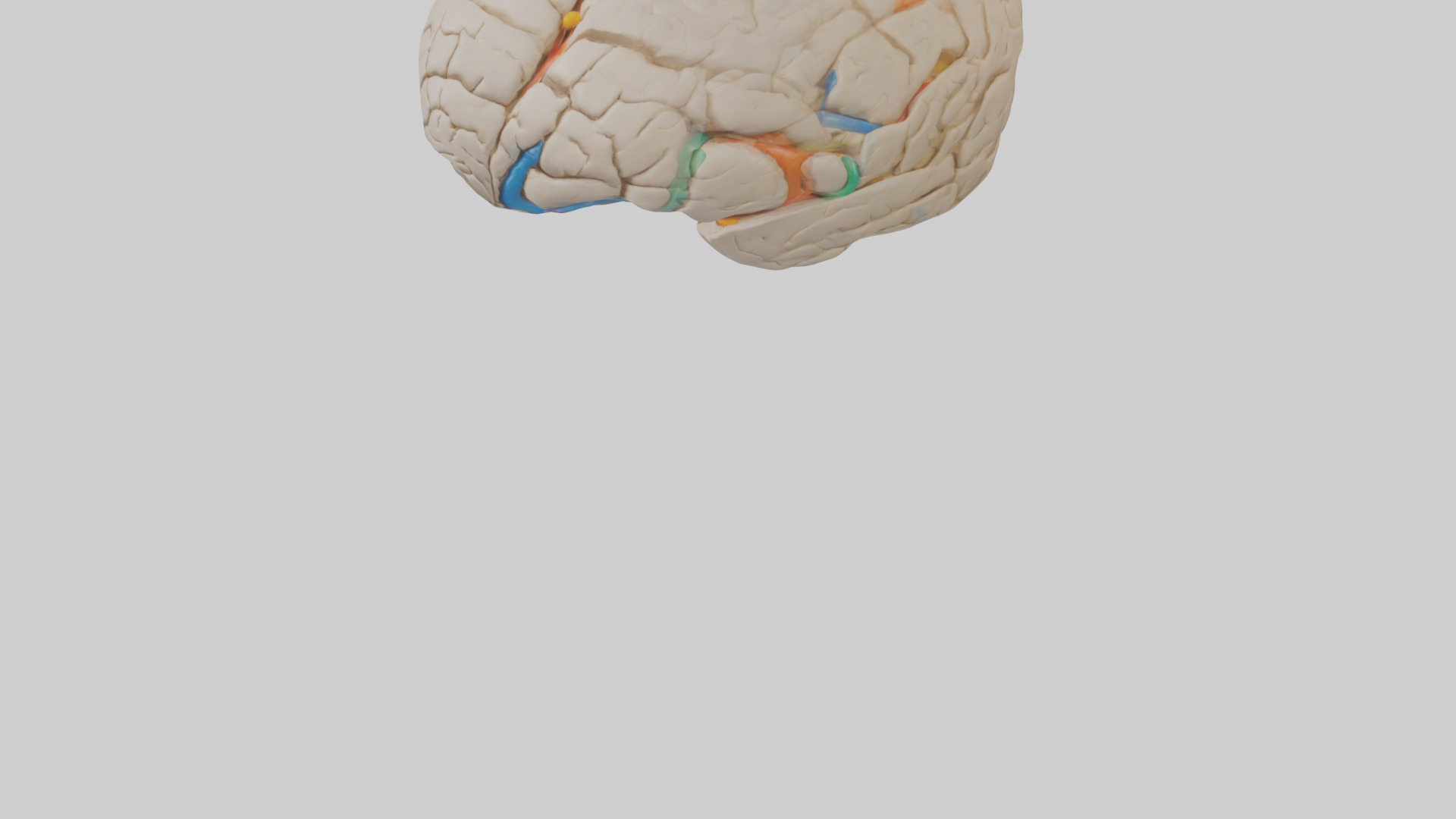 Human Occipital Lobe Model Low-poly 3D model_5