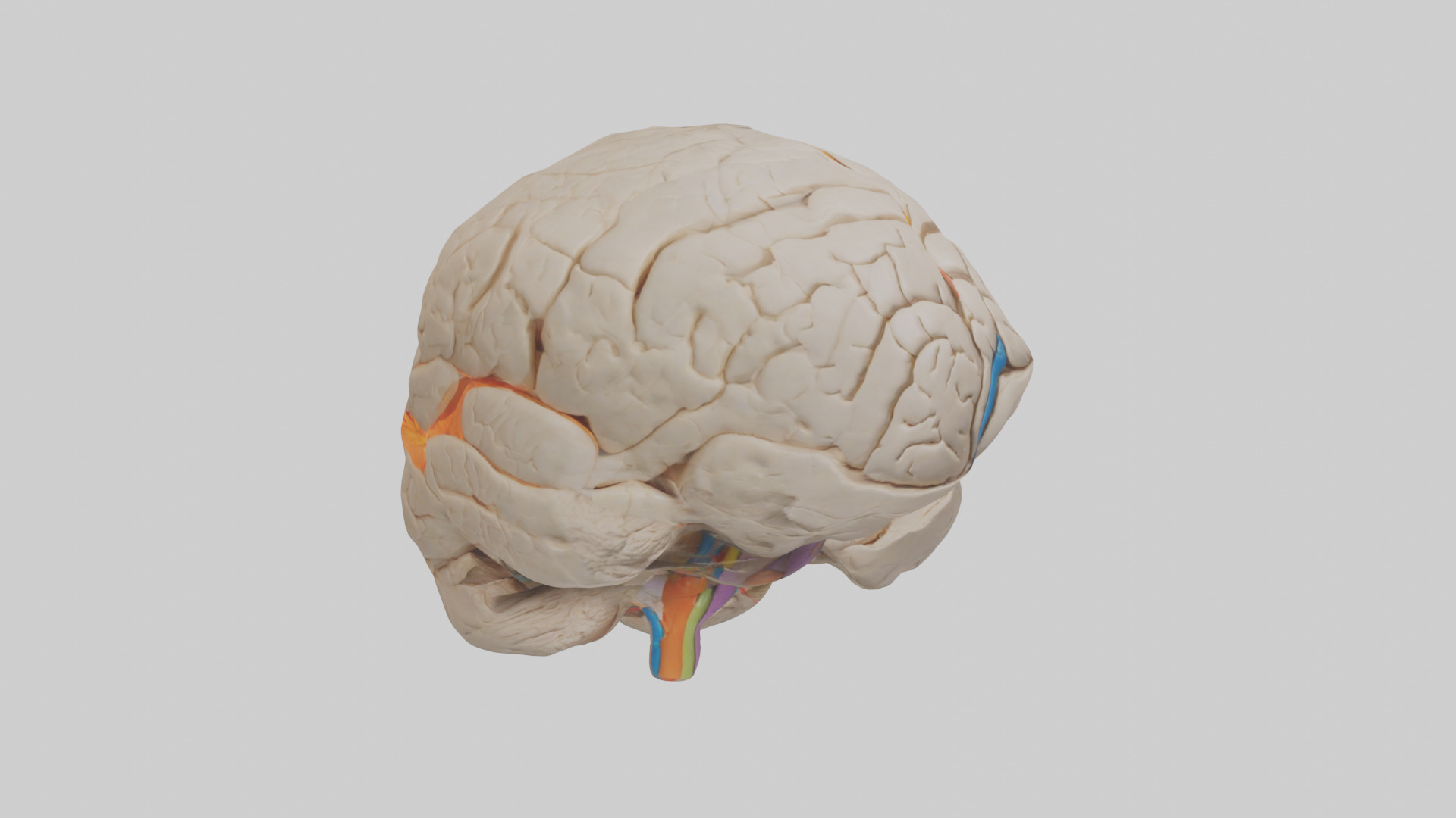 Human Occipital Lobe Model Low-poly 3D model_7