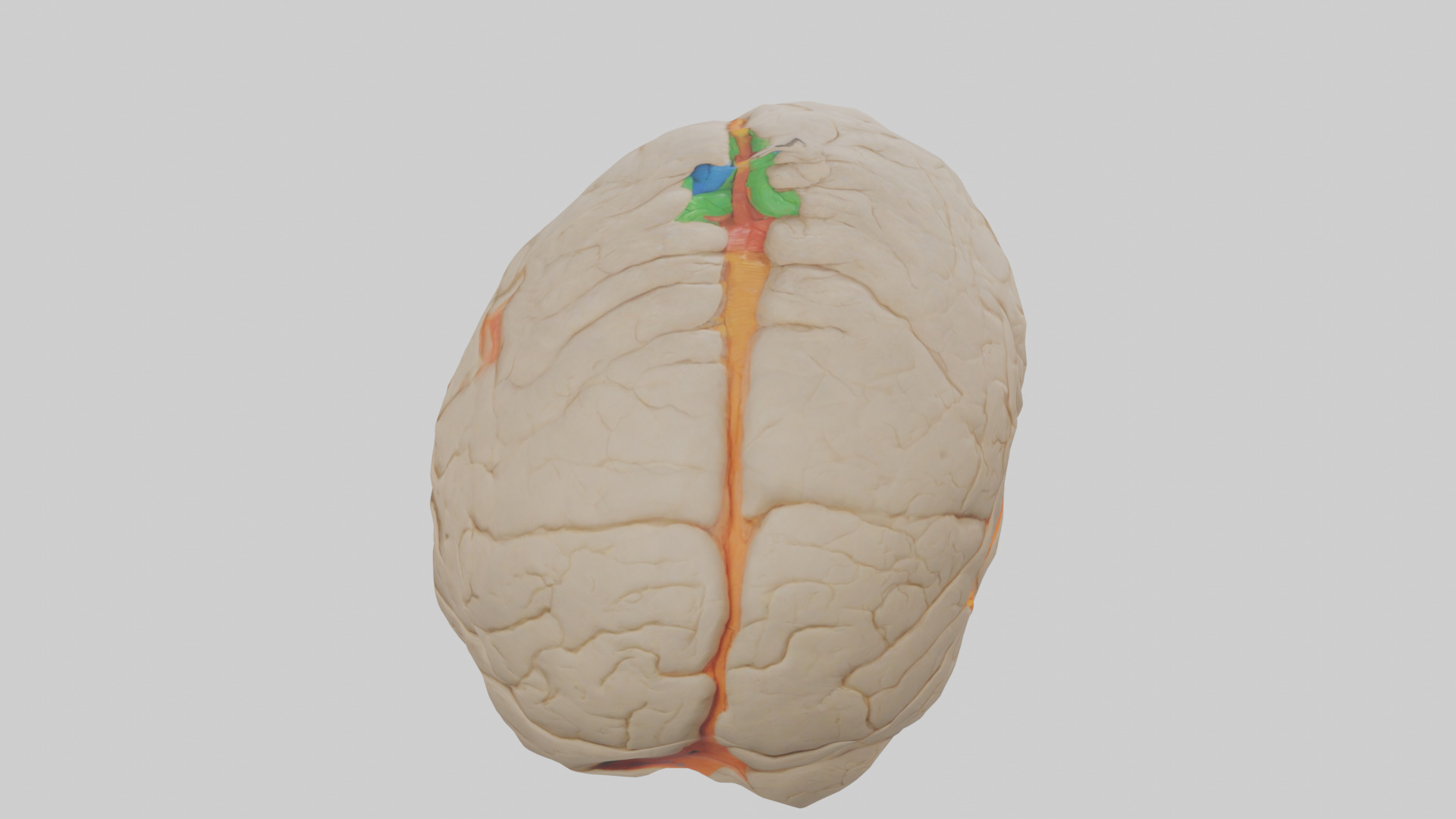 Human Occipital Lobe Model Low-poly 3D model_15
