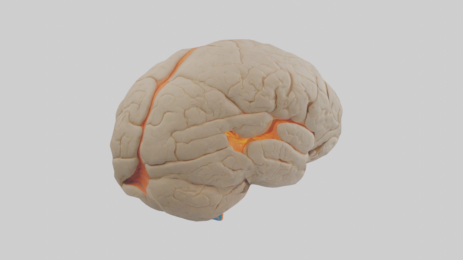 Human Occipital Lobe Model Low-poly 3D model_2