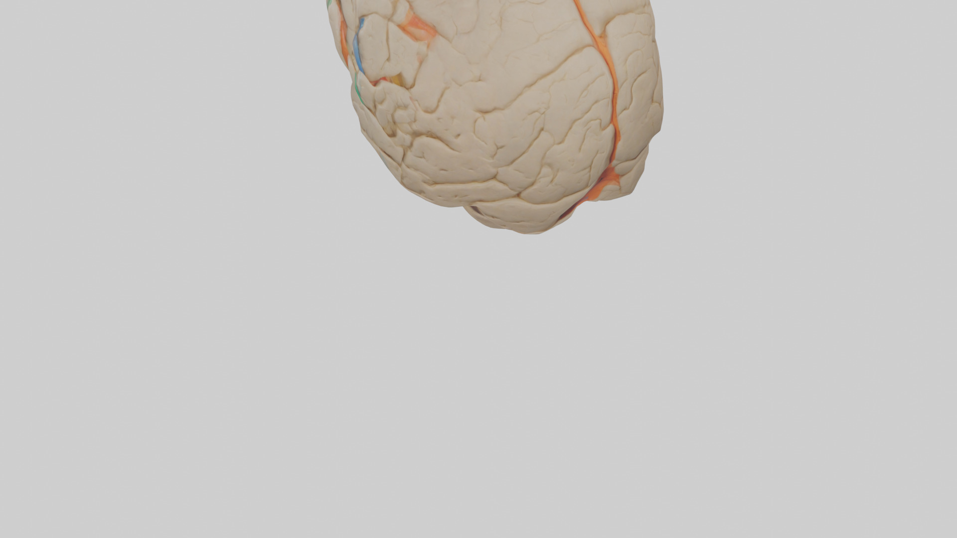 Human Occipital Lobe Model Low-poly 3D model_3