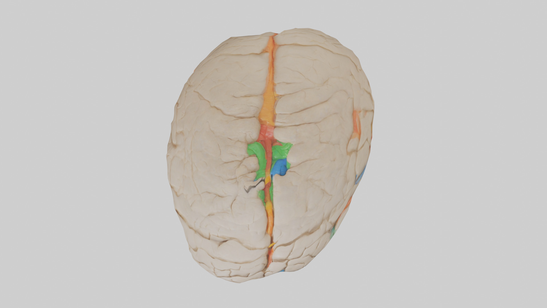 Human Occipital Lobe Model Low-poly 3D model_14