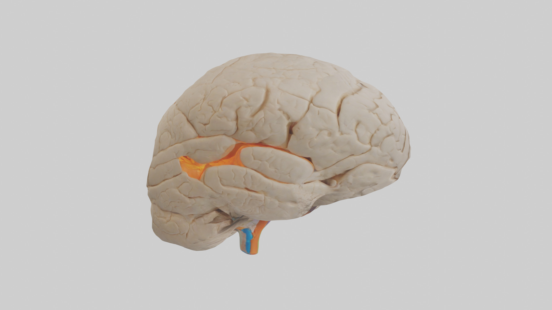 Human Occipital Lobe Model Low-poly 3D model_13