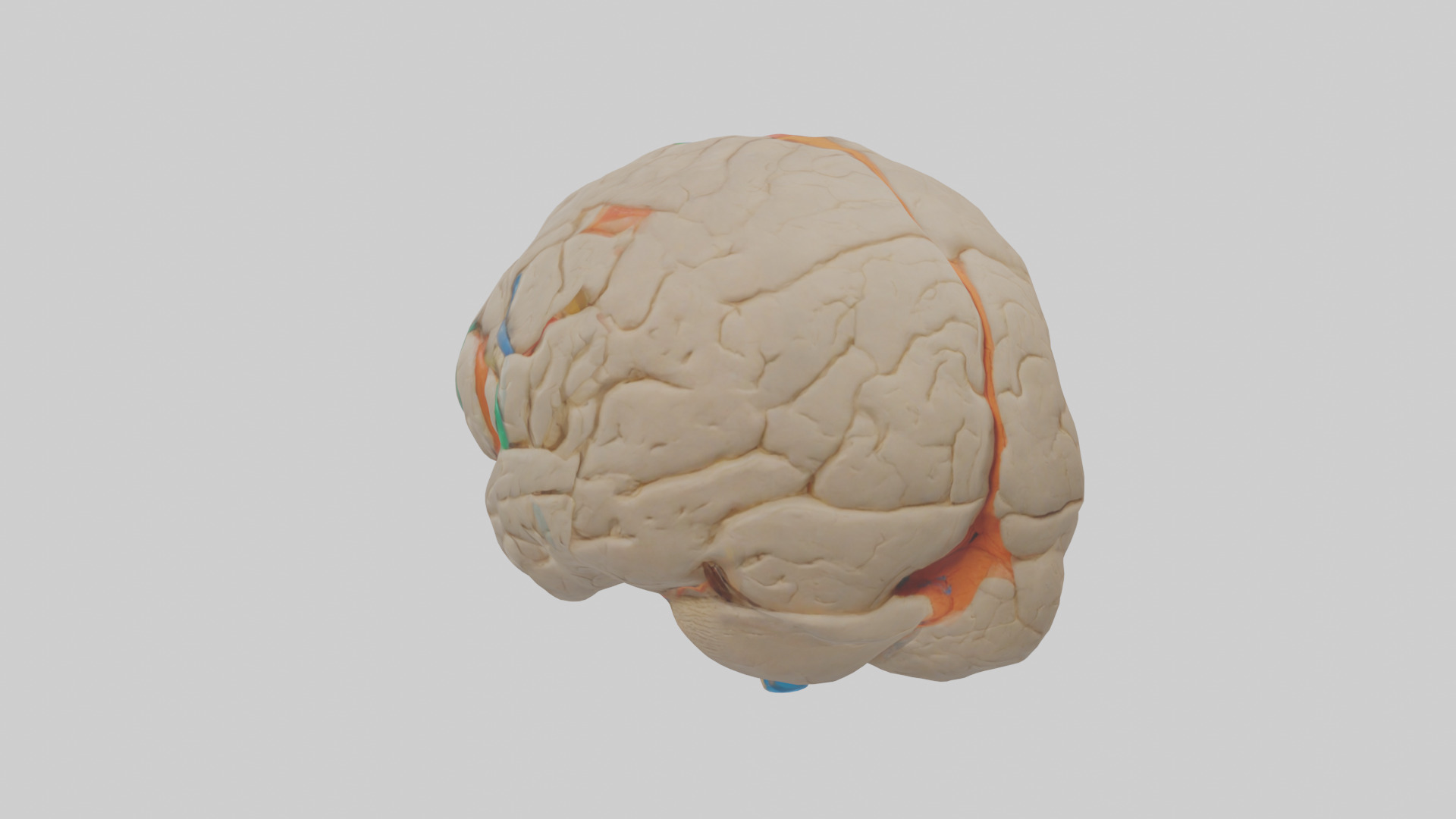 Human Occipital Lobe Model Low-poly 3D model_1