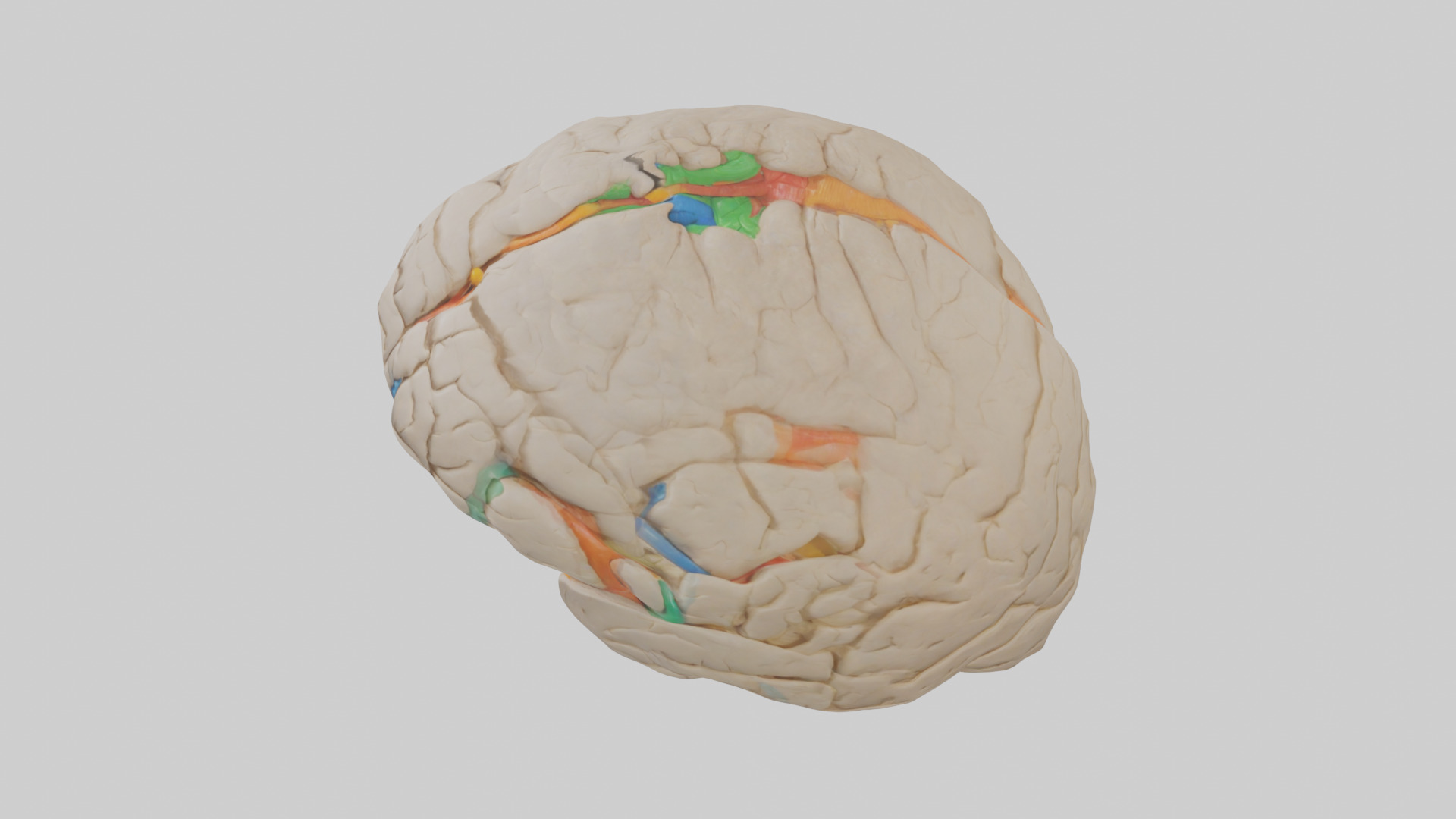 Human Occipital Lobe Model Low-poly 3D model_17