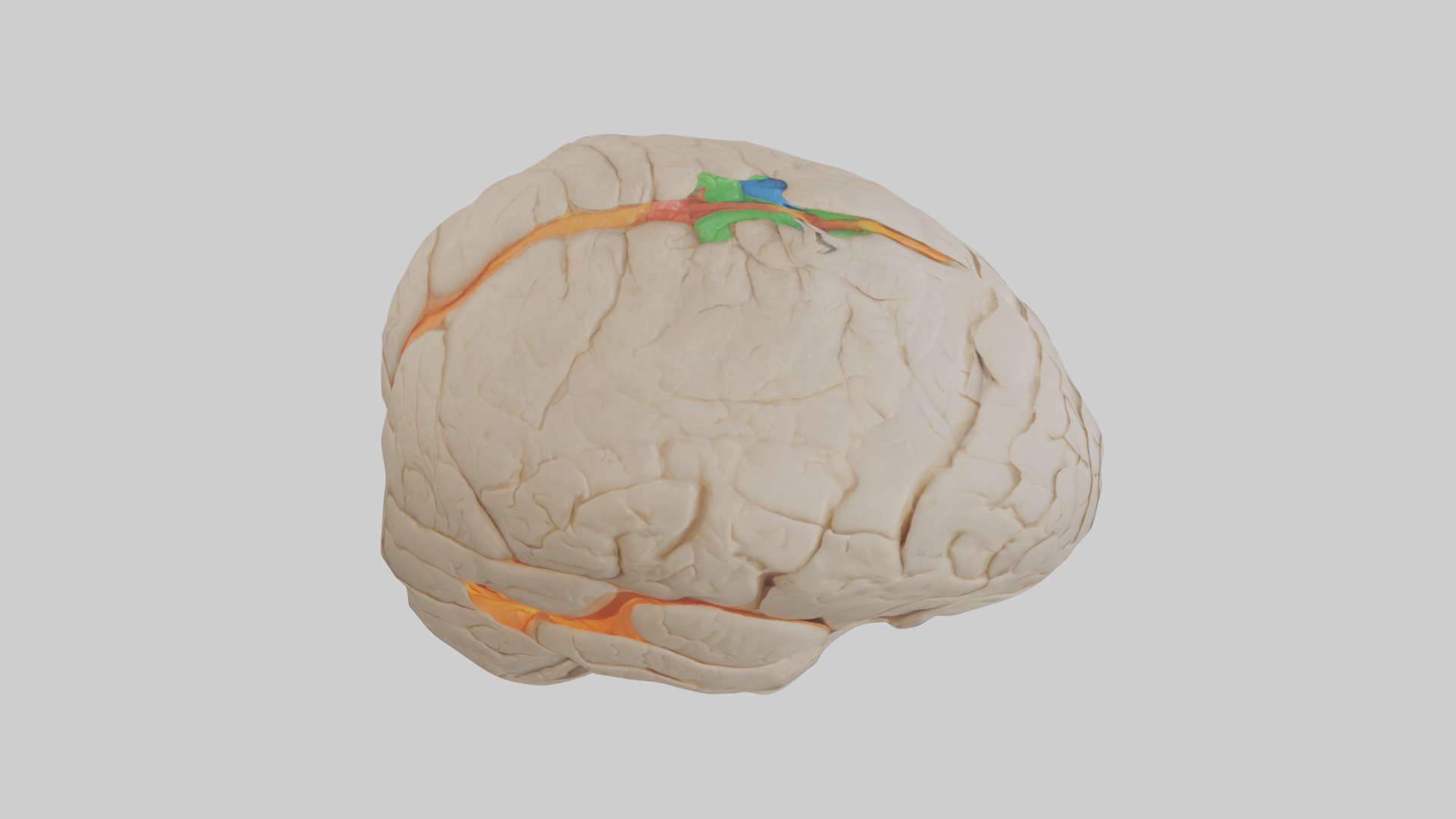 Human Occipital Lobe Model Low-poly 3D model_18