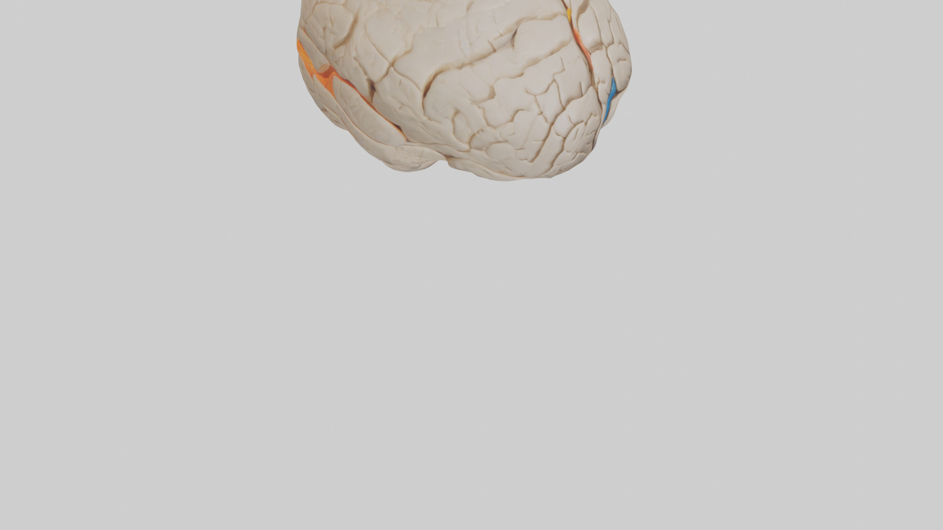 Human Occipital Lobe Model Low-poly 3D model_6