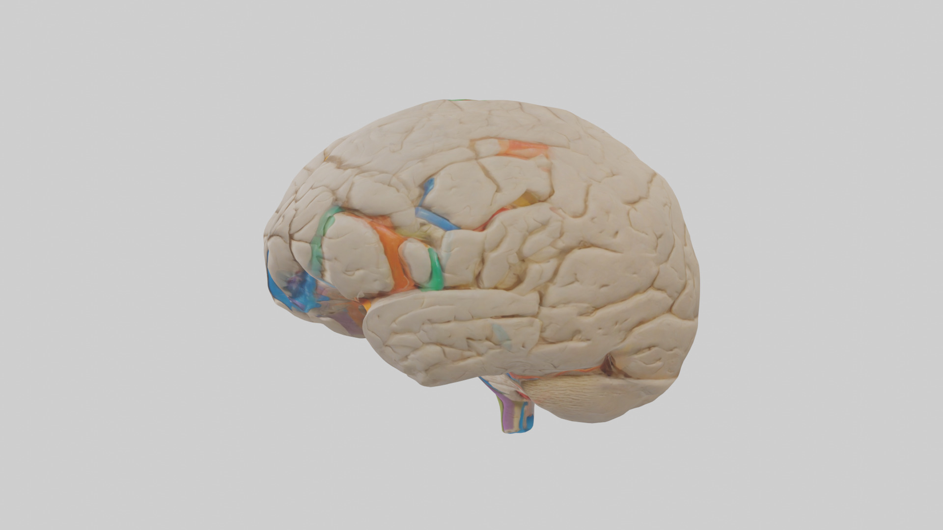 Human Occipital Lobe Model Low-poly 3D model_12
