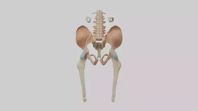 Human Pelvic Girdle Model