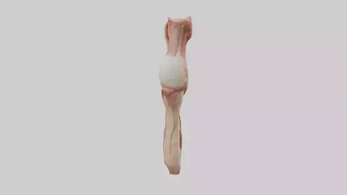 Human Penis Anatomy Model