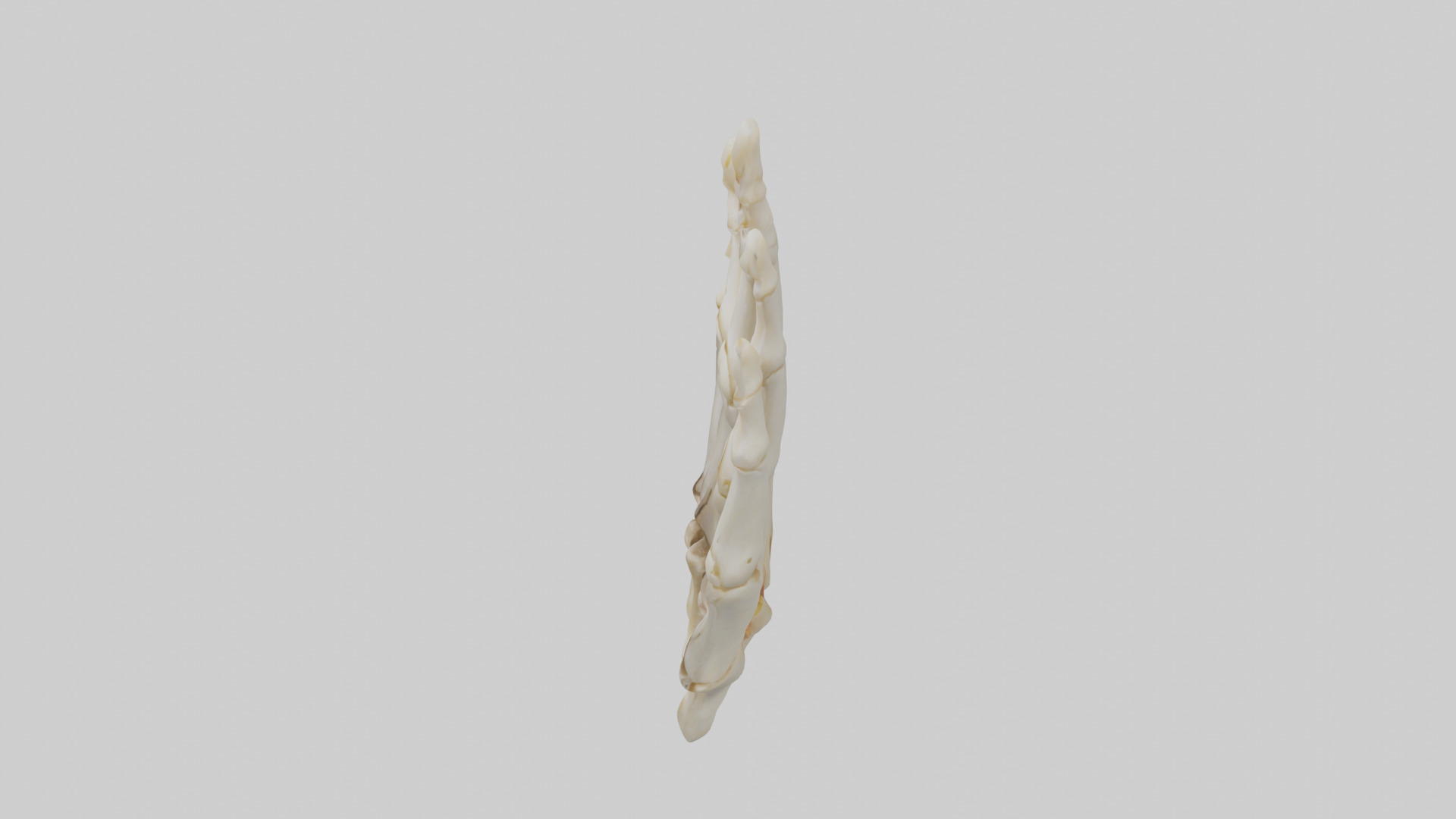 Human Phalanges Model Low-poly 3D model_17