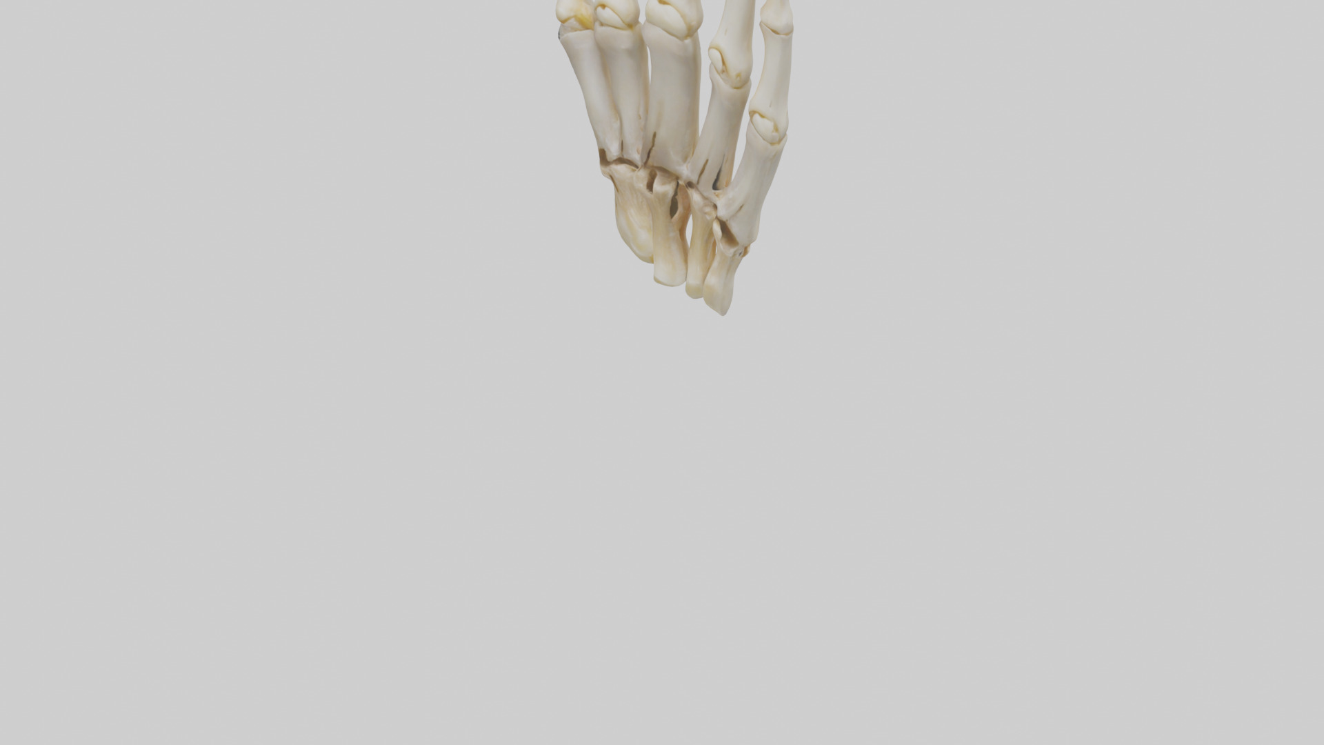 Human Phalanges Model Low-poly 3D model_5