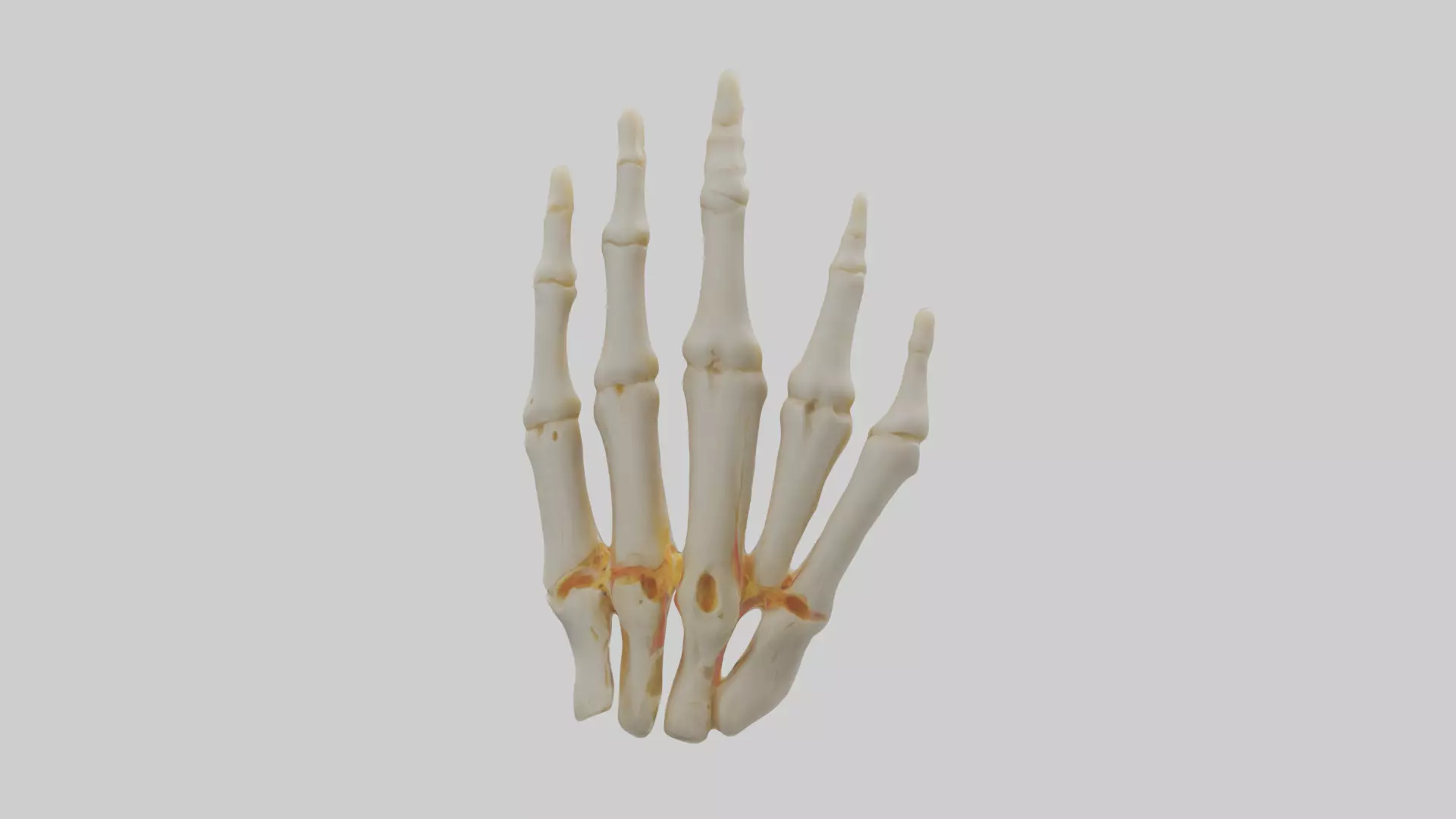 Human Phalanges Model Low-poly 3D model_0