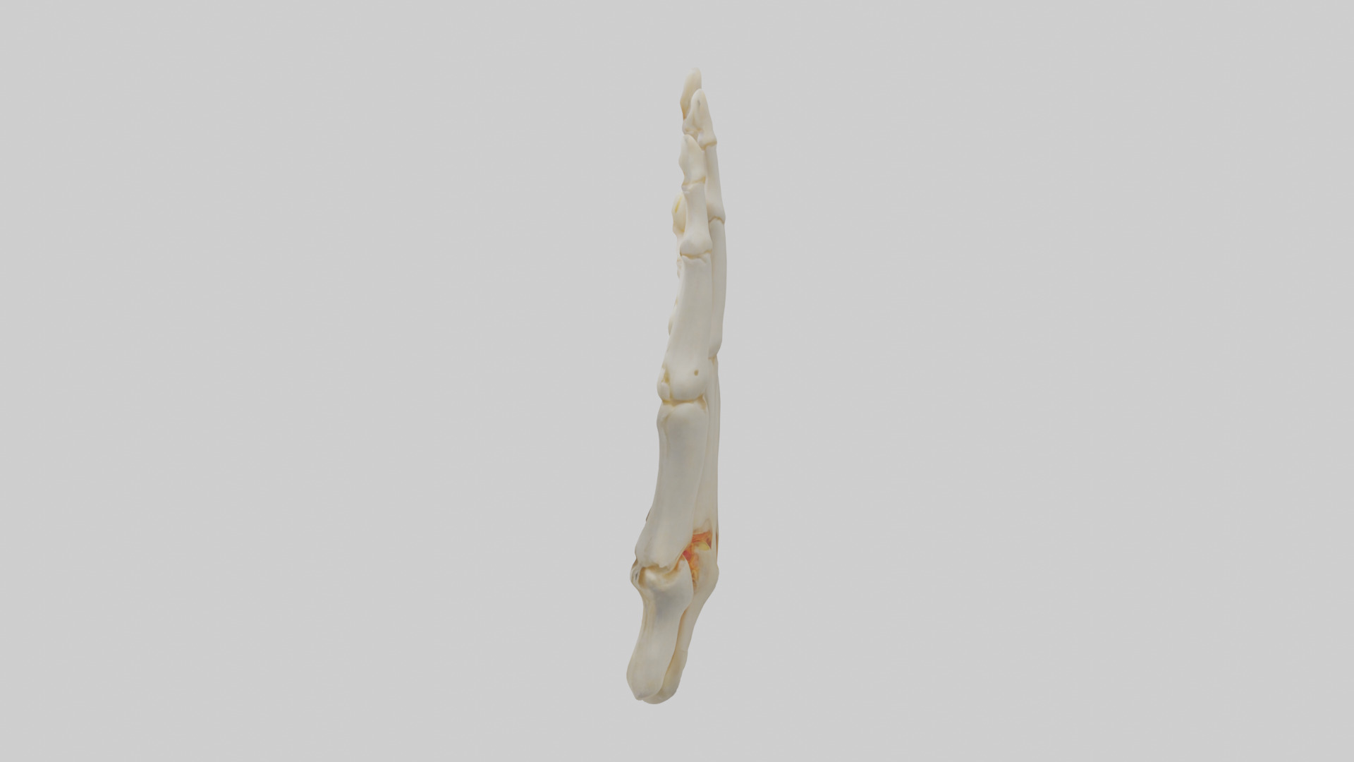 Human Phalanges Model Low-poly 3D model_12
