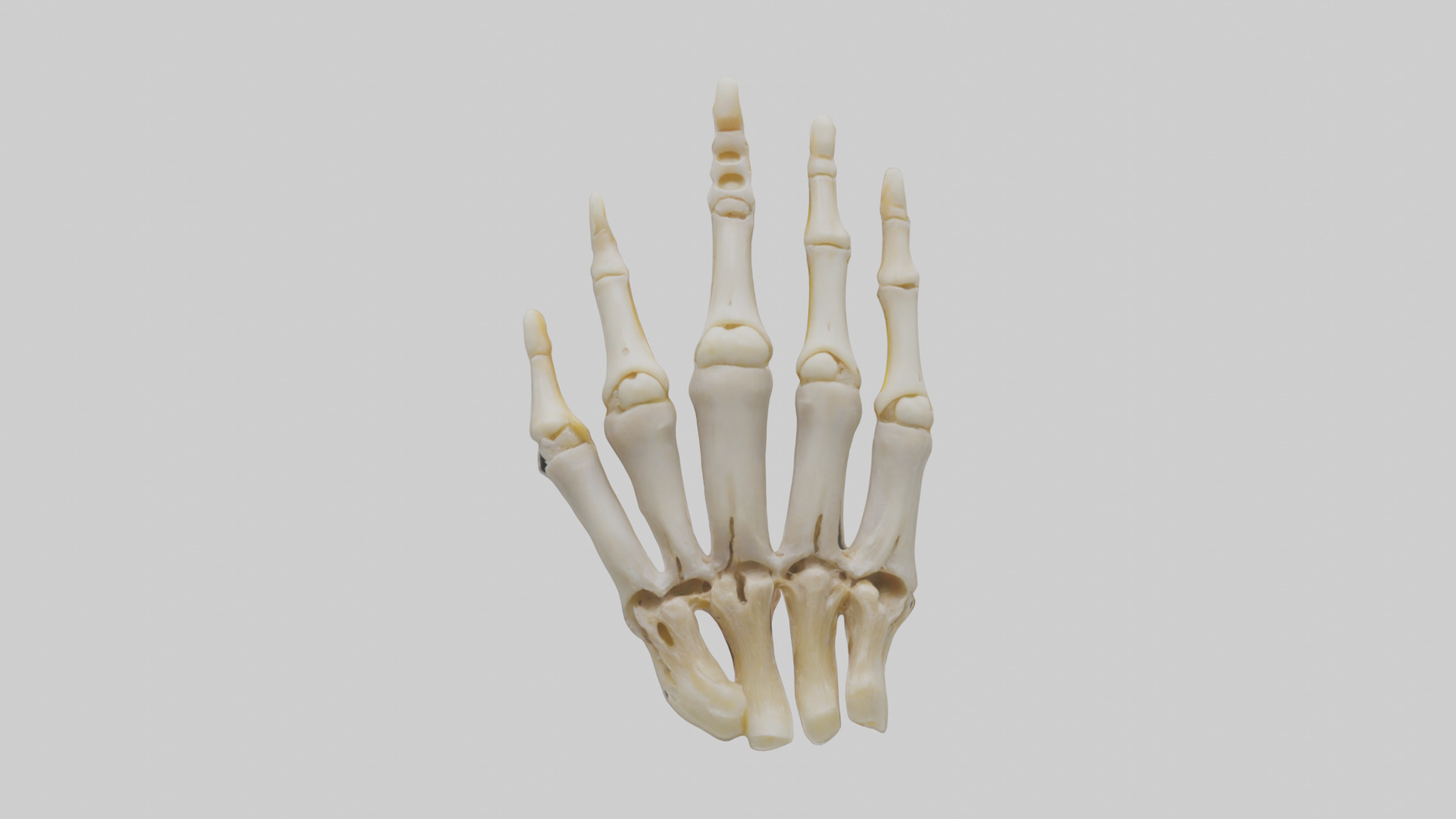 Human Phalanges Model Low-poly 3D model_9