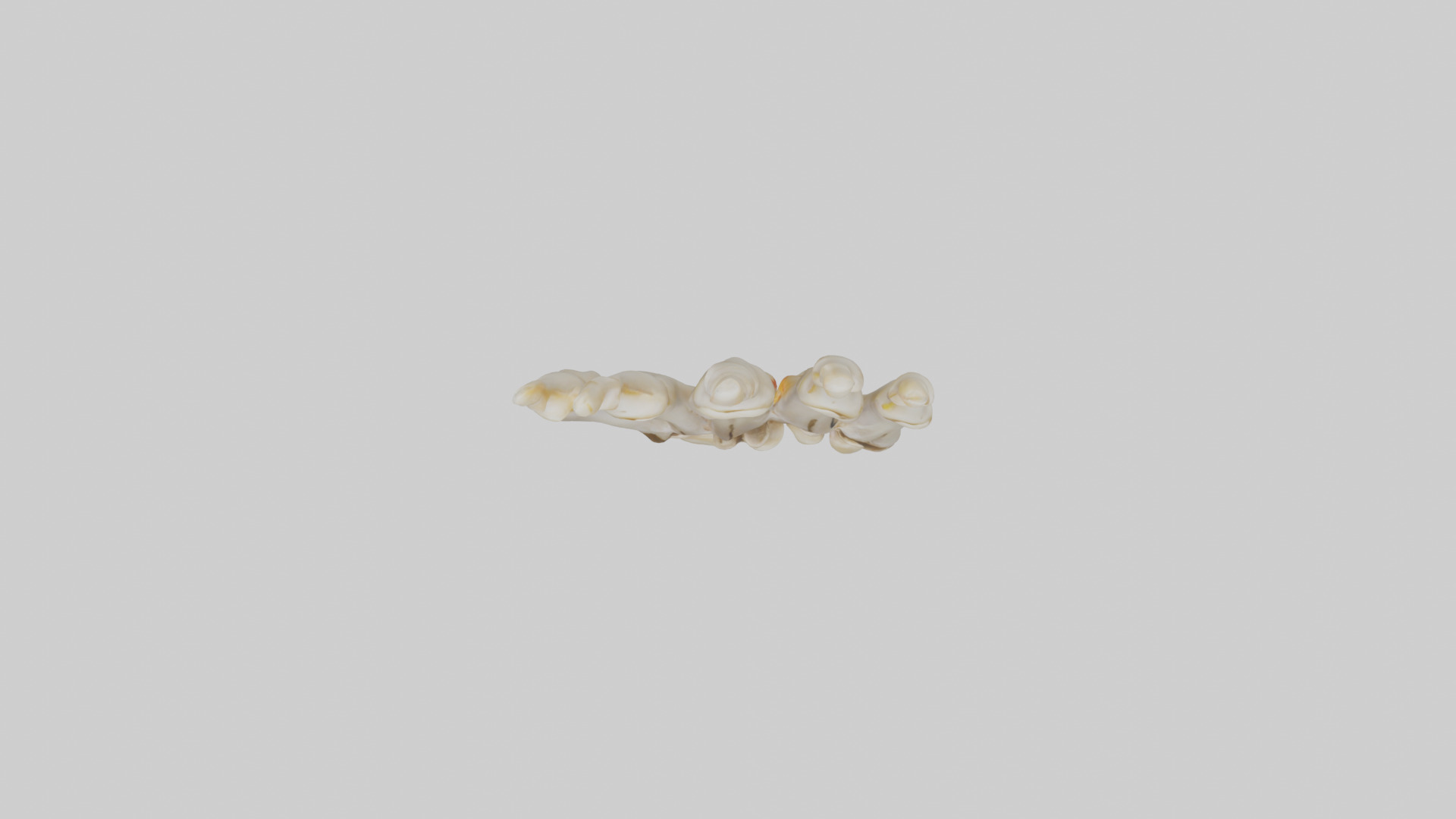 Human Phalanges Model Low-poly 3D model_14