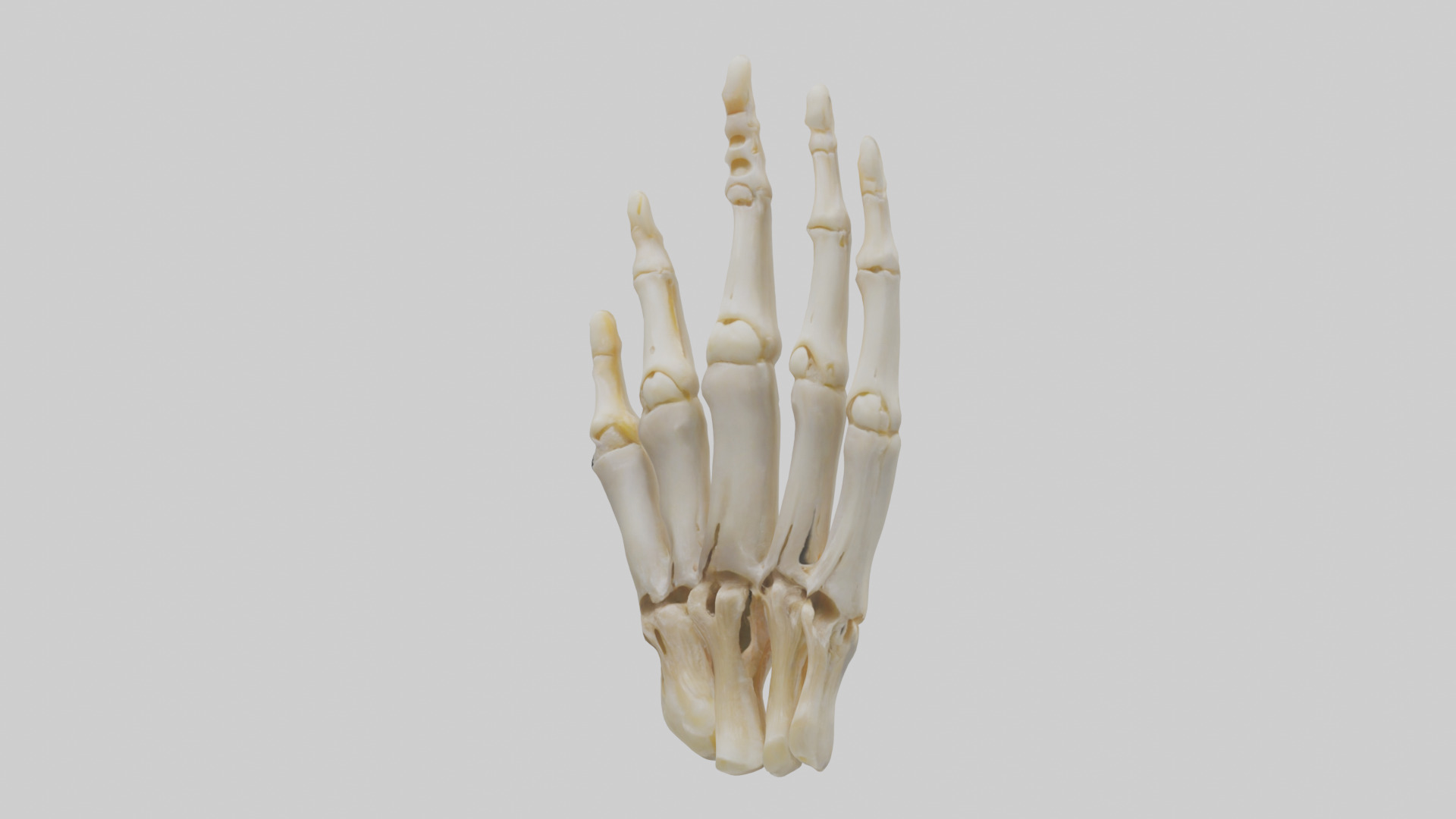 Human Phalanges Model Low-poly 3D model_8