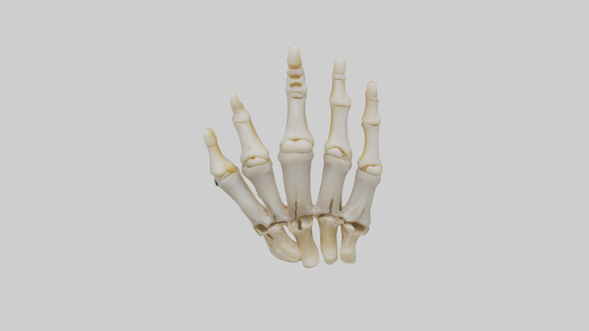 Human Phalanges Model Low-poly 3D model_16