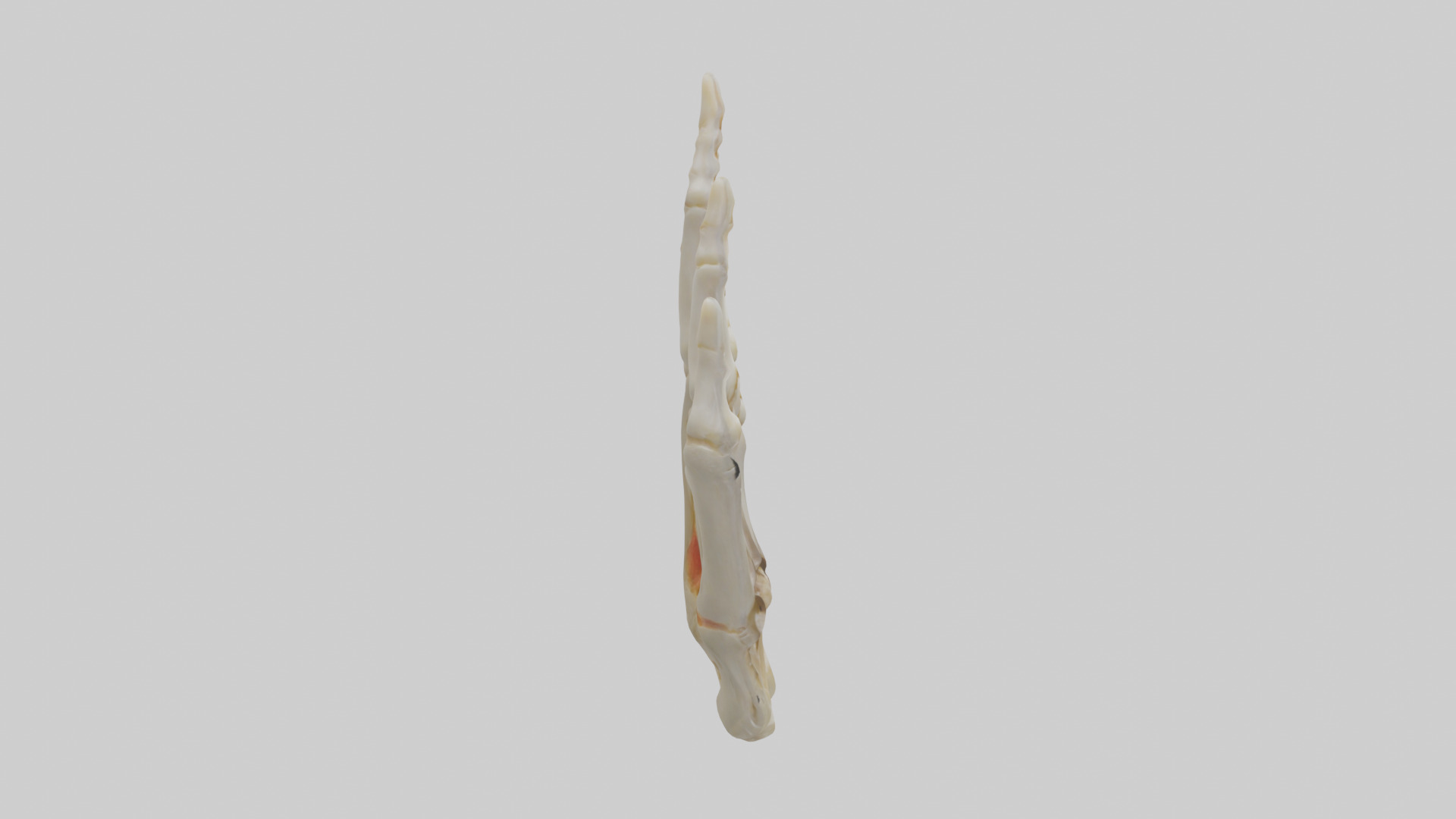 Human Phalanges Model Low-poly 3D model_13