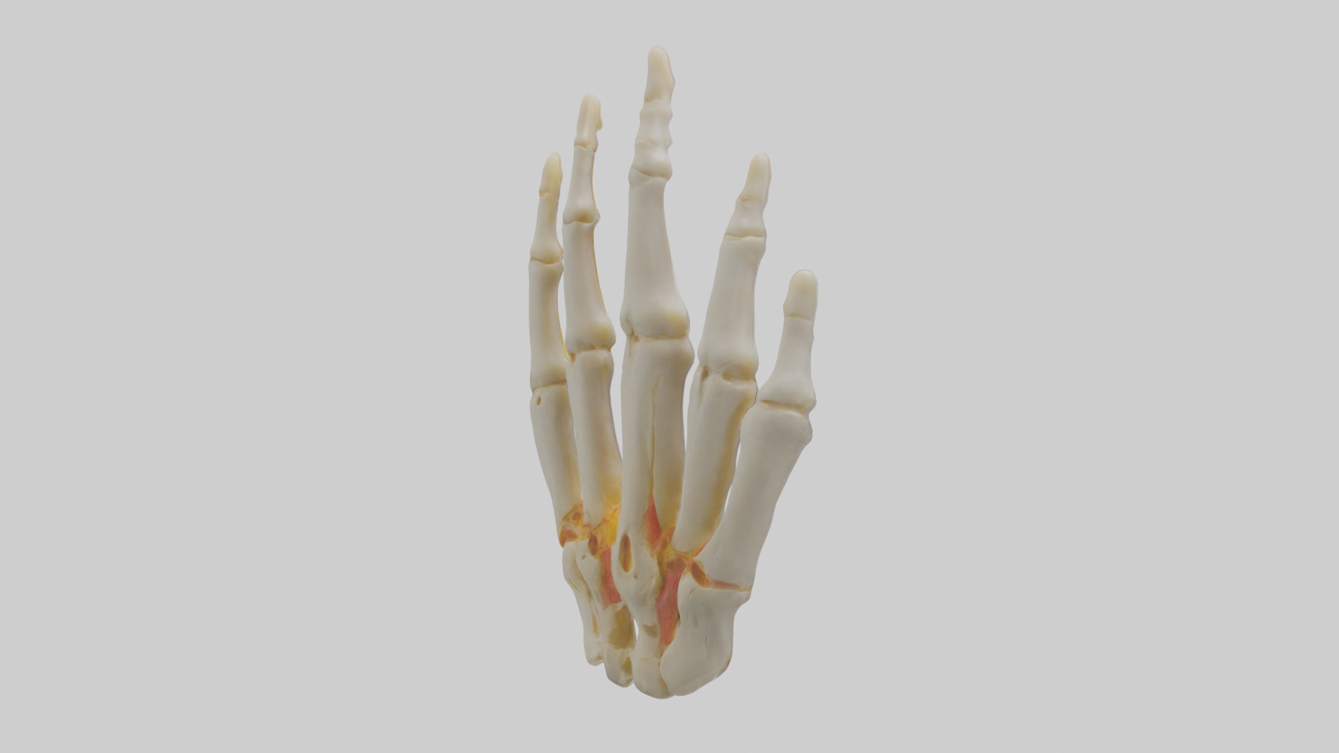 Human Phalanges Model Low-poly 3D model_2