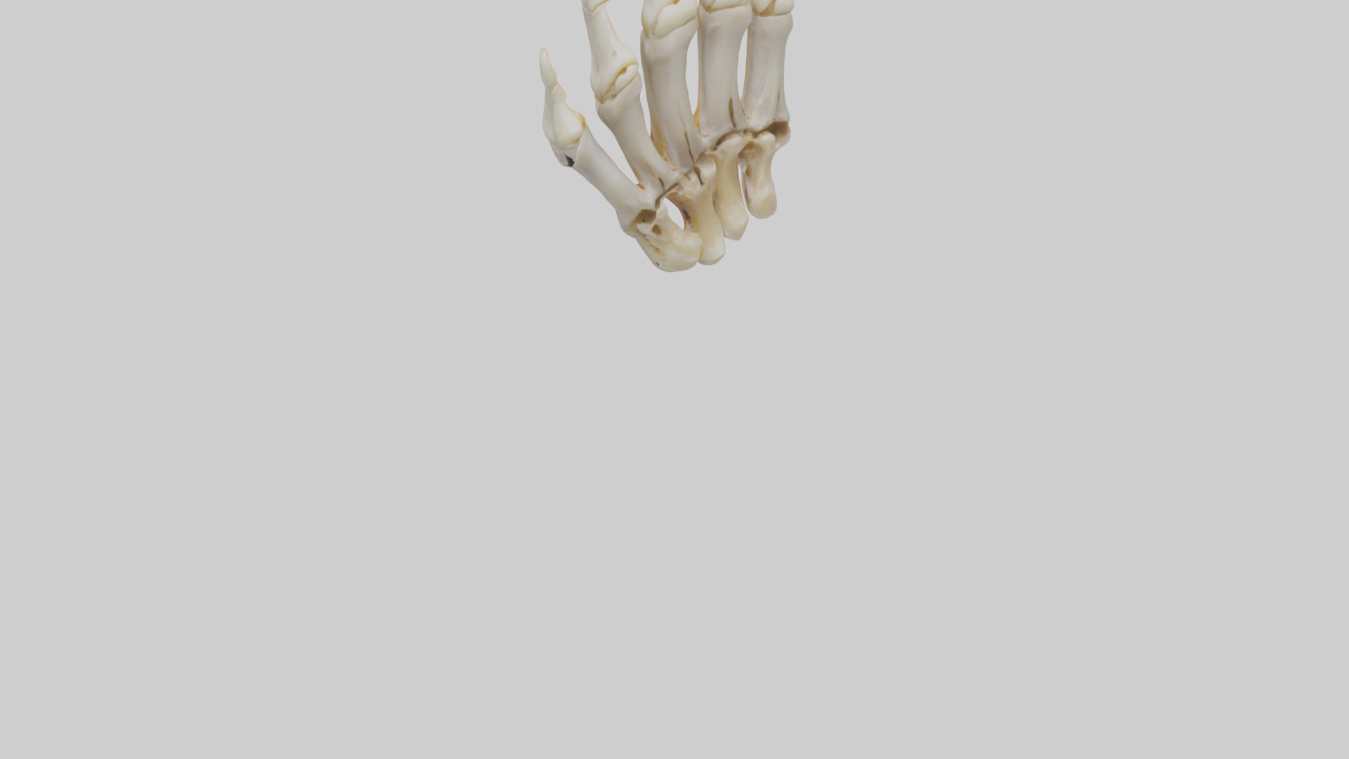 Human Phalanges Model Low-poly 3D model_6