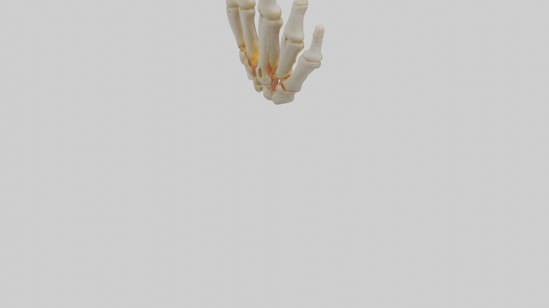 Human Phalanges Model Low-poly 3D model_4