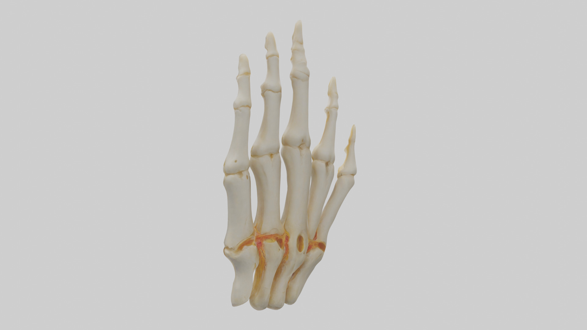 Human Phalanges Model Low-poly 3D model_1
