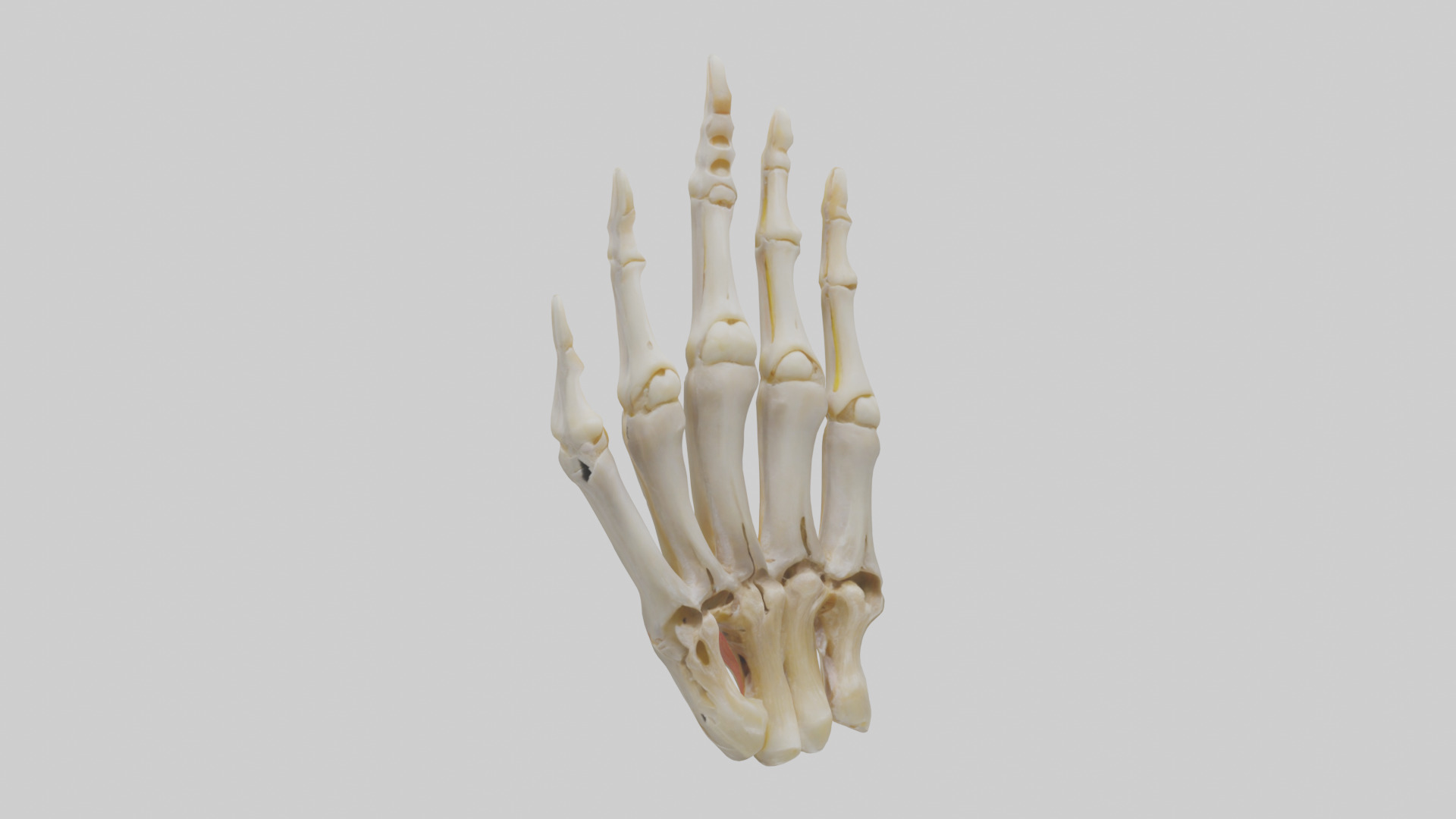 Human Phalanges Model Low-poly 3D model_7