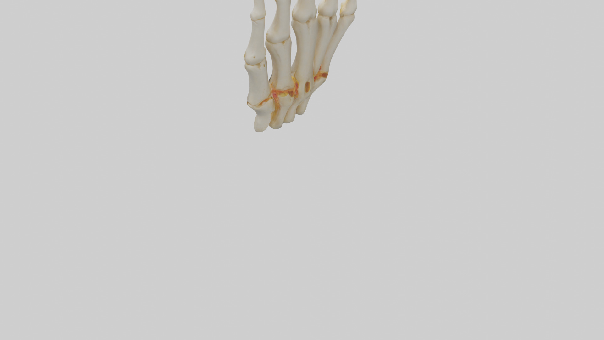 Human Phalanges Model Low-poly 3D model_3