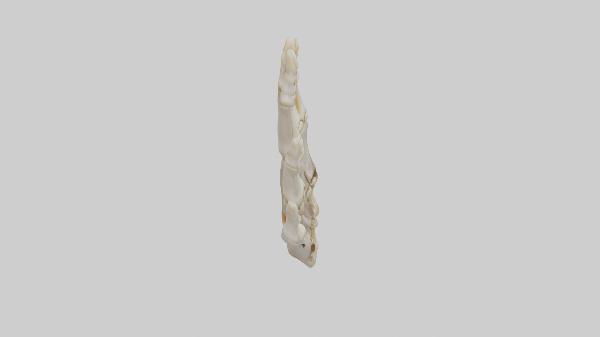 Human Phalanges Model Low-poly 3D model_18