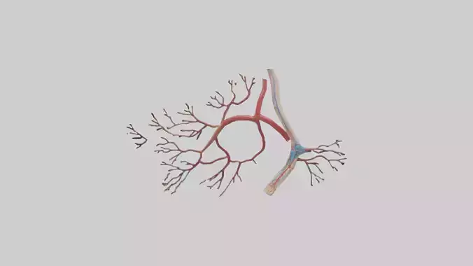 Human Popliteal Artery Model