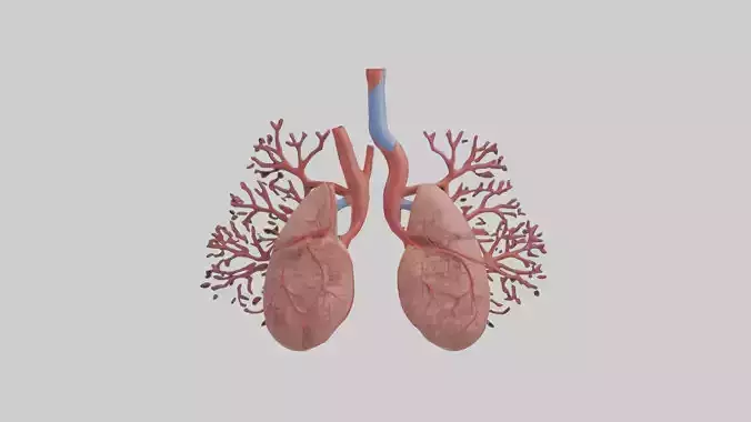 Human Pulmonary Artery Model