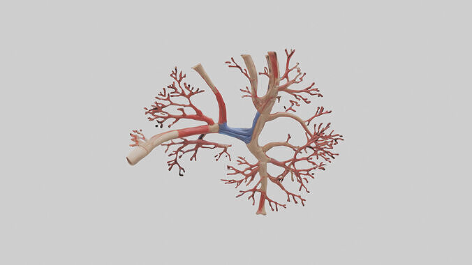 Human Radial Artery Model Low-poly 3D model