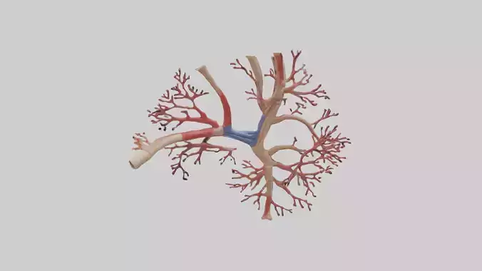 Human Radial Artery Model