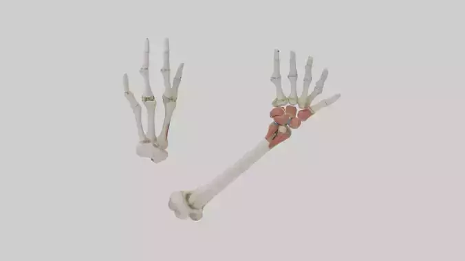Human Radius and Ulna Model 2