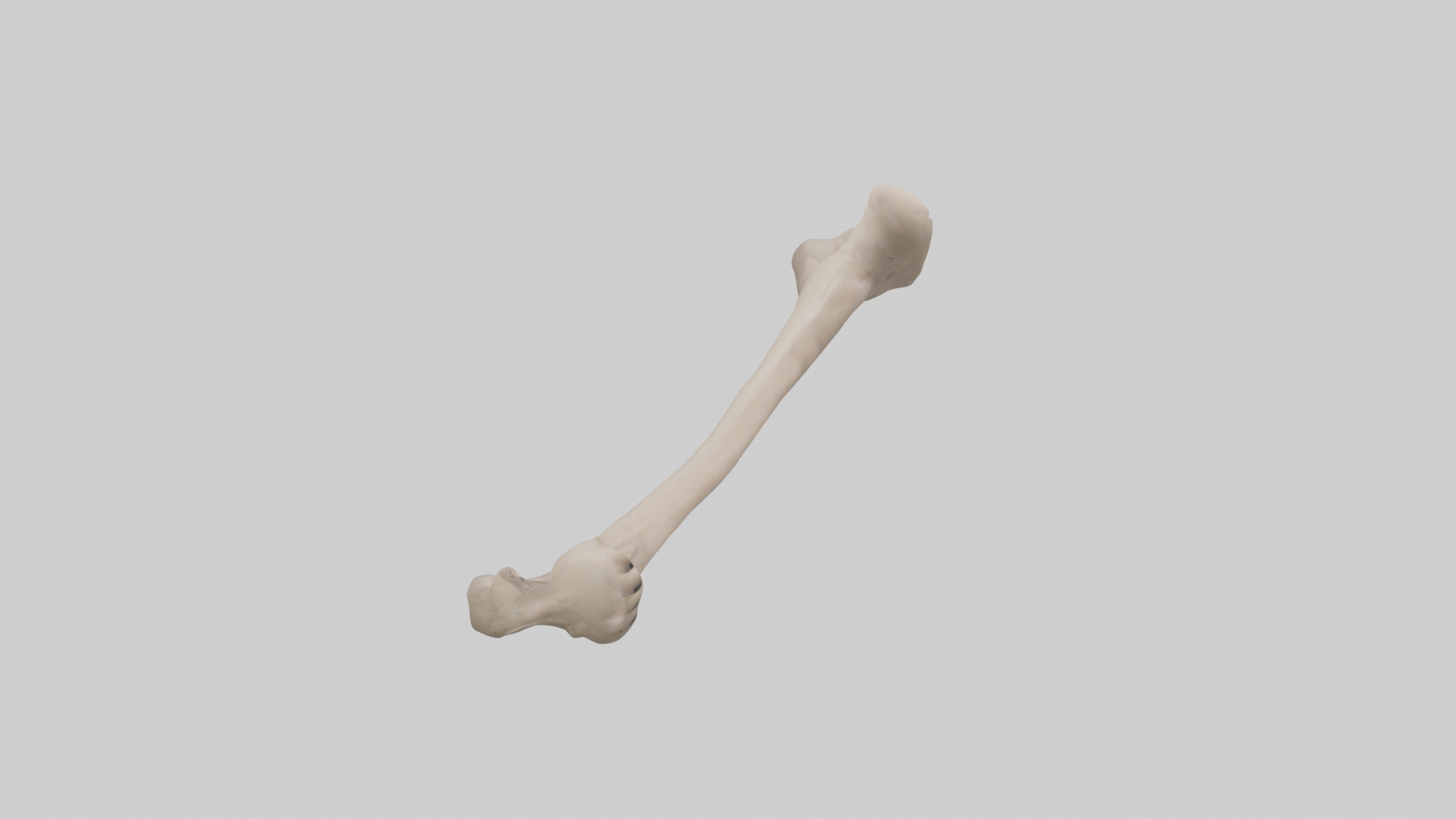 Human Radius Model Low-poly 3D model_18