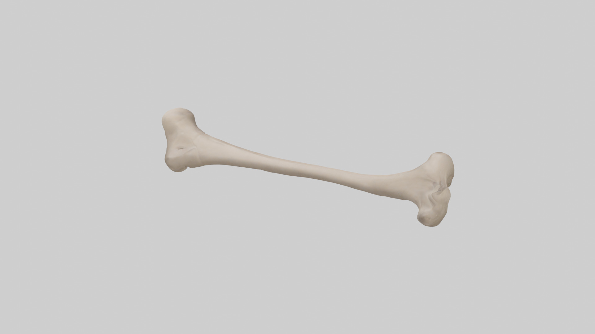 Human Radius Model Low-poly 3D model_15