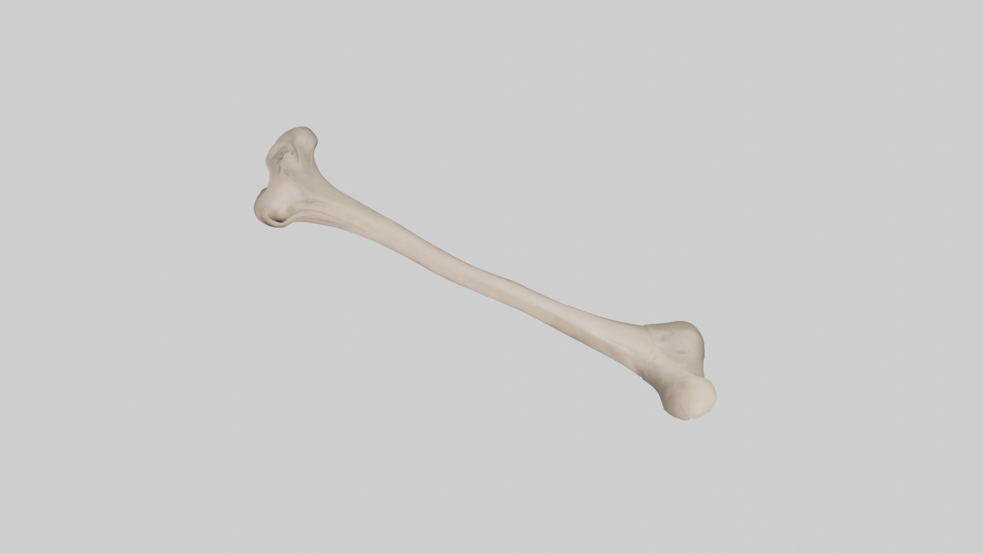 Human Radius Model Low-poly 3D model_14
