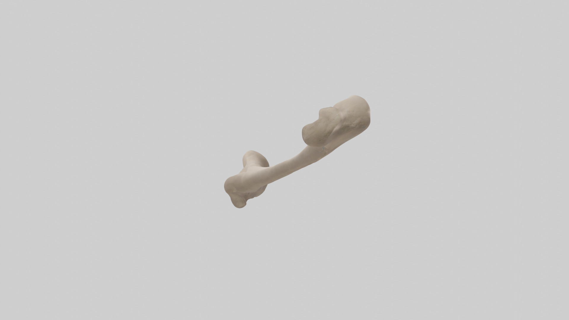 Human Radius Model Low-poly 3D model_2