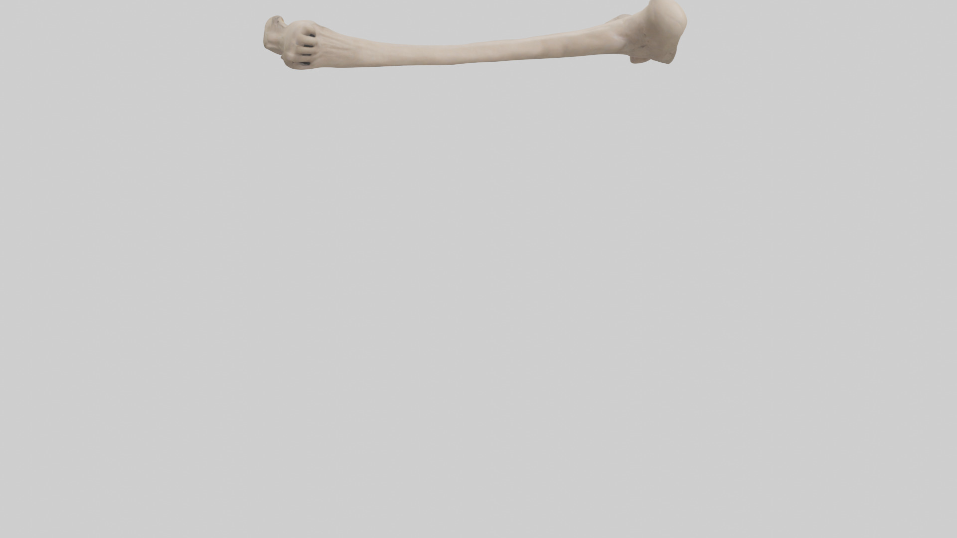 Human Radius Model Low-poly 3D model_6